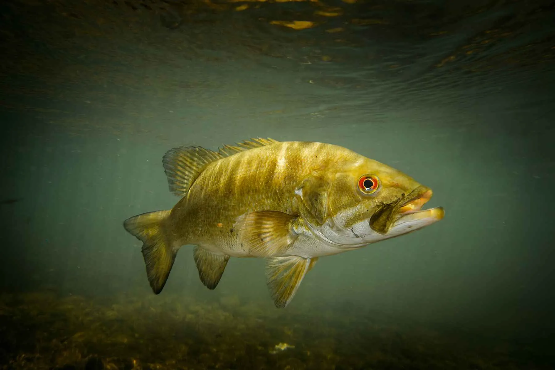 how to fish for bass in spring